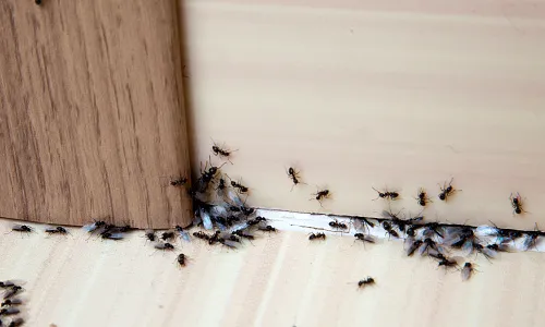 ants crawling along a seam